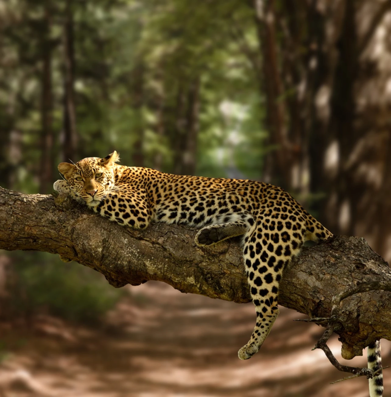 <h5>4 Days <em>Sri Lanka Adventure</em> Tour</h5>
